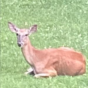 Meet your Posher, Deborah